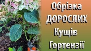 Обрізка ДОРОСЛИХ Кущів Широколисної Гортензії Восени. Квіткова Брунька Гортензії. Частина 2