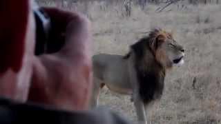 Cecil - Africa's Biggest Lion - www.CecilTheLion.org