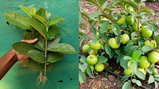 || How to grow Guava tree with alovera || Simple method Grafting Guava tree form cutting ||