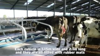 Cow Cubicles