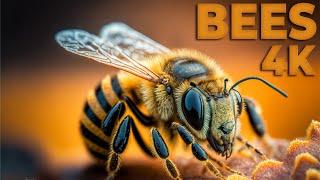 Bees 4K 60FPS UHD | @CartoonHub.