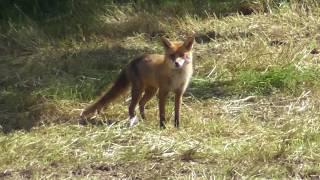 Vixen Fox Warning Call