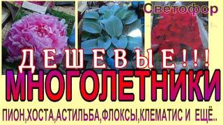 Купила ДЕШЁВЫЕ!!! МНОГОЛЕТНИКИ в СВЕТОФОРЕ Показываю подробно