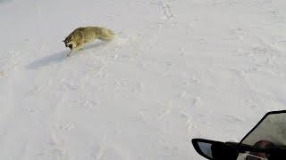 охота на волков   степные охотники 2021   Wolf Hunting 2021