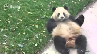 Roly Poly Panda Turns into a Giant Ball of Fur