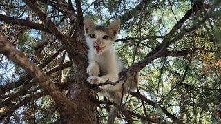 Kitten stuck in a tree cries and asks for help from people.