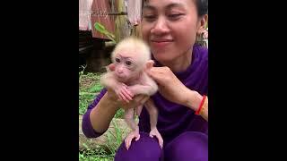 ​Today, the mother received a new member exchange from two neighbors. This baby monkey looks so cute