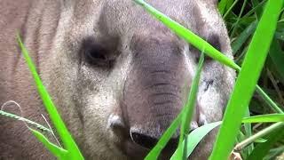 TAPIR resting (TAPIRUS TERRESTRIS), ANTA-BRASILEIRA, ANTA, Cameraman shaking with fear. Wild animal.