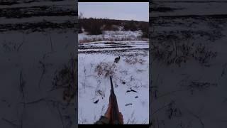 идеальный снимок кролика #hunting #chasse #Rabbit #Отличная #охота #кроликов #hunt