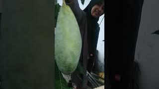 Buah mangga bobotnya hampir 2 kg