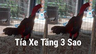 Tía Xe Tăng 3 Sao | Đang Thay Lông Hai | Gà Nòi Phú Yên