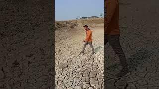 Technician #aquaculture #pabitradas #shrimpfarming #shortvideo #vannamei #shrimp #pond preparation