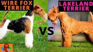 WIRE FOX TERRIER VS LAKELAND TERRIER (Breed Comparison) Which One Should You Choose?