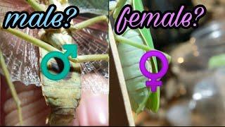 How To Sex Your Mantis