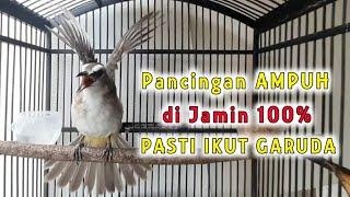 TRUCUK GARUDA, AMPUH UNTUK PANCINGAN TRUCUK AGAR CEPAT GARUDA