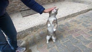 Grey cat meowing unbelievably cute