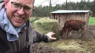 Hay Ring Hack - How to save money and keep cows from wasting hay for under $50! #homesteading  #cow