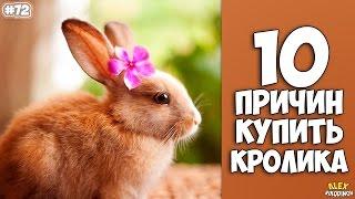 10 причин купить кролика - Интересные факты!