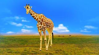 Жираф - песня о самом высоком животном на свете! - Наталия Лансере