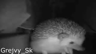 hedgehog sneezed... (EARRAPE) meme