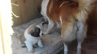 Moscow Watchdog Puppies, litter B, 7 weeks old