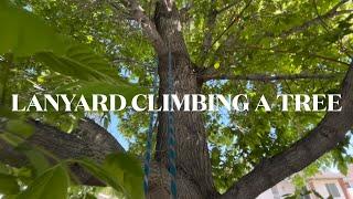 Lanyard tree climbing for Novice and Beginner Tree Climbers - Overview by Eric McGrew