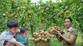 Harvesting passion fruit to sell & How to make delicious and simple passion fruit jam