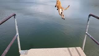 Belgian Malinois Jumps From High Platform Into Lake