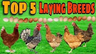 Top 5 *BEST* Egg laying Chicken Breeds!