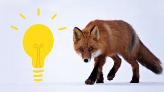 Why Fox Considered As Clever Animal?