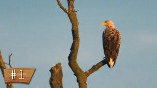 Der König der Lüfte || Adler fotografieren || Tag 1 || Usedom Wildlife Fotografie