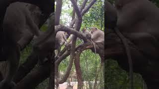 #ShortVideo#MonkeyHerd