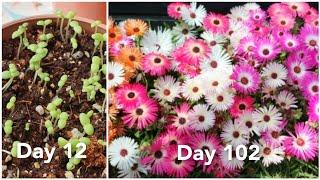 리빙스턴 데이지 꽃 파종부터 개화까지의 과정/ how to grow livingstone daisy from seeds