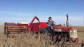 Old school harvesting soybeans with IH 80 pull behind combine