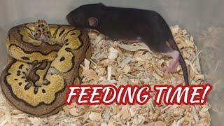 Ball Python Feeding! Warning Live Feeding Video!