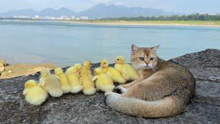 Mother duck is surprised. The kitten leads the duckling to see the world outdoors. Cute and funny