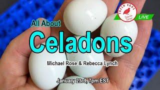 Coturnix Corner LIVE - All About Celadons