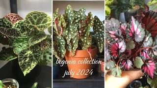 My Begonia Collection | July 2024