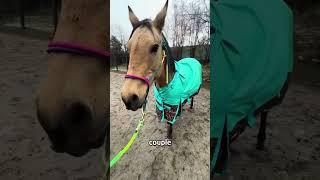 Girl saves pregnant horse