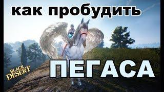 Black Desert (MMORPG) - Пегас в BDO. Пробуждение, фарм итемов