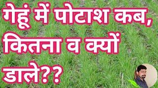 गेहूं में पोटाश कब,कितना व क्यों डाले / गेहूं में पोटास के फ़ायदे/गेहूं में पोटाश/ FertiLizer ExperT