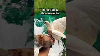 Merpati Jinak Rambutmonte #viral #fyptiktok #viralshorts #viralsong #merpatimahal #merpatijinak #fyp