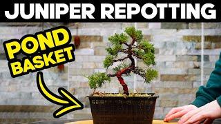 Repotting a Chinese Juniper Bonsai Tree - Itoigawa