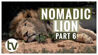 Lion Genetics Part 6: An Update on the New Nomadic Male