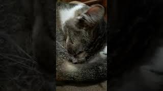 ASMR kucing jilat memek