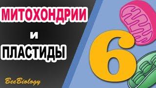 МИТОХОНДРИИ и ПЛАСТИДЫ • двумембранные органеллы клетки