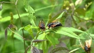 The Sounds Of Summer Locust In Southern Indiana