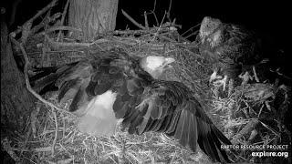 Decorah North ~ BOLD SUB ADULT Lands On Nest!  DNF Protects Eggs! Mr North Flushes SA Off!  3.6.25