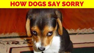 How Dogs Apologize (The Science Behind Their Adorable Guilty Looks)