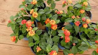 Lucky Lantana, May 2023